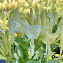 Load image into Gallery viewer, Scentsation' Honeysuckle
