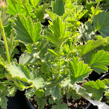 Load image into Gallery viewer, Geum ‘Double Bloody Mary’ Avens