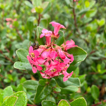 Load image into Gallery viewer, Escallonia 'Pink Princess'