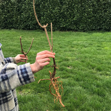 Load image into Gallery viewer, Adams Elderberry (Bare Root)