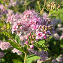 Load image into Gallery viewer, Spirea 'Little Princess'