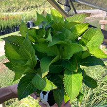 Load image into Gallery viewer, Tuff Stuff Ah-Ha® Hydrangea