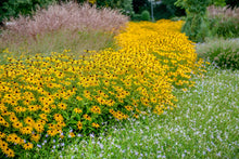Load image into Gallery viewer, Goldsturm Coneflower