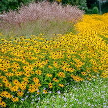 Load image into Gallery viewer, Rudbeckia fulgida 'Goldsturm'