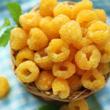 Load image into Gallery viewer, Fall Gold Raspberry
