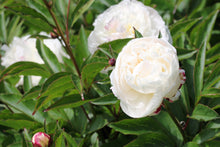 Load image into Gallery viewer, Peony ‘Festiva Maxima’ (Bare Root)