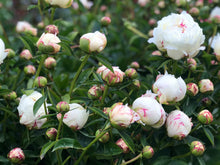 Load image into Gallery viewer, Peony ‘Festiva Maxima’ (Bare Root)