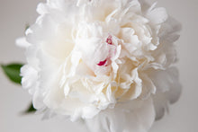Load image into Gallery viewer, Peony ‘Festiva Maxima’ (Bare Root)