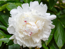 Load image into Gallery viewer, Peony ‘Festiva Maxima’ (Bare Root)