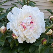 Load image into Gallery viewer, Peony ‘Festiva Maxima’ (Bare Root)