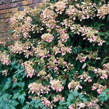 Load image into Gallery viewer, Rose Sensation™ False Hydrangea-Vine