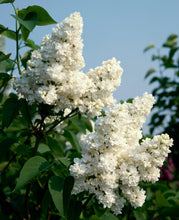 Load image into Gallery viewer, Madame Lemoine French Lilac