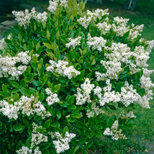 Load image into Gallery viewer, Waxleaf Privit Ligustrum