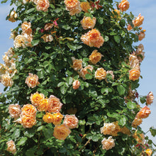 Load image into Gallery viewer, Garden Sun™ Climbing Rose