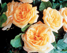 Load image into Gallery viewer, Garden Sun™ Climbing Rose