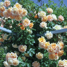 Load image into Gallery viewer, Garden Sun™ Climbing Rose
