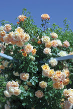 Load image into Gallery viewer, Garden Sun™ Climbing Rose
