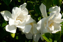 Load image into Gallery viewer, Gardenia 'Jubilation'