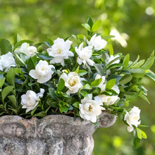Load image into Gallery viewer, Gardenia 'Jubilation'