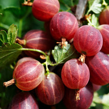 Load image into Gallery viewer, Jeanne Gooseberry