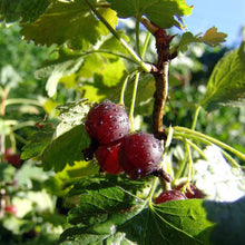 Load image into Gallery viewer, Captivator Gooseberry
