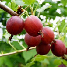 Load image into Gallery viewer, Captivator Gooseberry