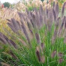 Load image into Gallery viewer, Ginger Love Fountain Grass