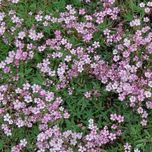 Load image into Gallery viewer, Pink Creeping Baby’s Breath