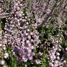 Load image into Gallery viewer, Heather ‘H.E.Beale’