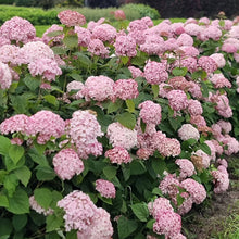 Load image into Gallery viewer, Candybelle® Bubblegum Hydrangea