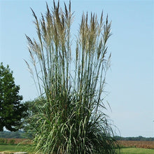 Load image into Gallery viewer, Hardy Pampas Grass