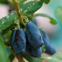 Load image into Gallery viewer, Boreal Blizzard Honeyberry