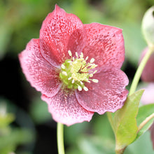 Load image into Gallery viewer, Lenten Rose 'Royal Heritage'