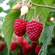Load image into Gallery viewer, Heritage Raspberry