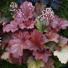 Load image into Gallery viewer, Heuchera ‘Rio’