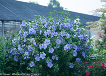 Load image into Gallery viewer, Blue Chiffon® Rose of Sharon