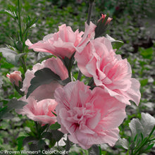 Load image into Gallery viewer, Pink Chiffon® Rose of Sharon