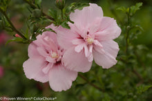 Load image into Gallery viewer, Pink Chiffon® Rose of Sharon
