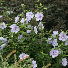 Load image into Gallery viewer, Blue Chiffon® Rose of Sharon