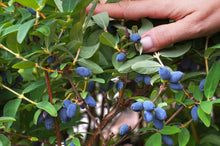 Load image into Gallery viewer, Indigo Gem Honeyberry (Haskap)