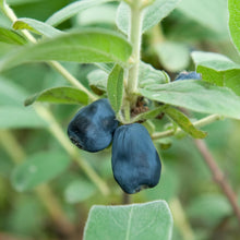 Load image into Gallery viewer, Indigo Gem Honeyberry (Haskap)