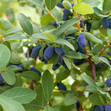Load image into Gallery viewer, Indigo Treat Honeyberry (Haskap)