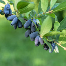 Load image into Gallery viewer, Indigo Treat Honeyberry (Haskap)