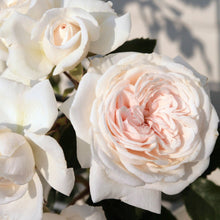 Load image into Gallery viewer, Arborrose Honeymoon Climbing Rose