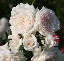 Load image into Gallery viewer, Arborose® Honeymoon™ Climbing Rose