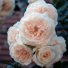 Load image into Gallery viewer, Arborose® Honeymoon™ Climbing Rose