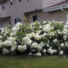 Load image into Gallery viewer, Annabelle Hydrangea