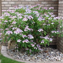 Load image into Gallery viewer, Bluebird Lacecap Hydrangea