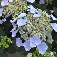 Load image into Gallery viewer, Hydrangea Game Changer Blue