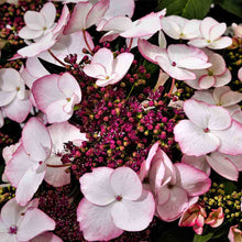 Load image into Gallery viewer, Hydrangea Game Changer Picotee
